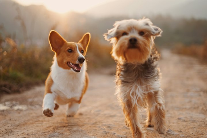 Marques pour animaux les plus populaires